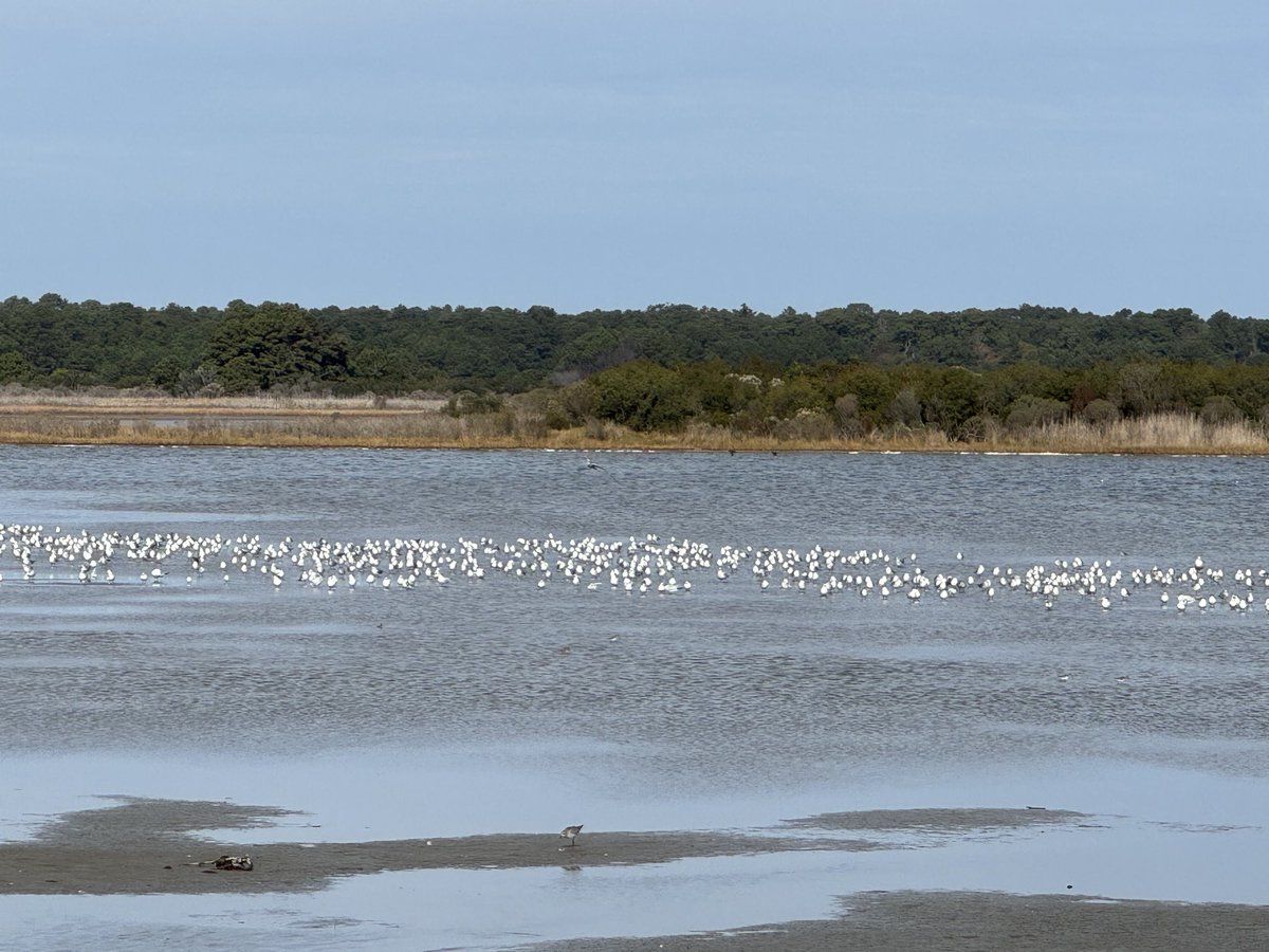 lalitkjha's tweet image. Bird watch