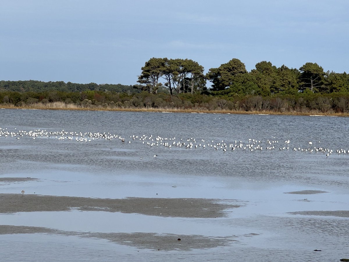 lalitkjha's tweet image. Bird watch