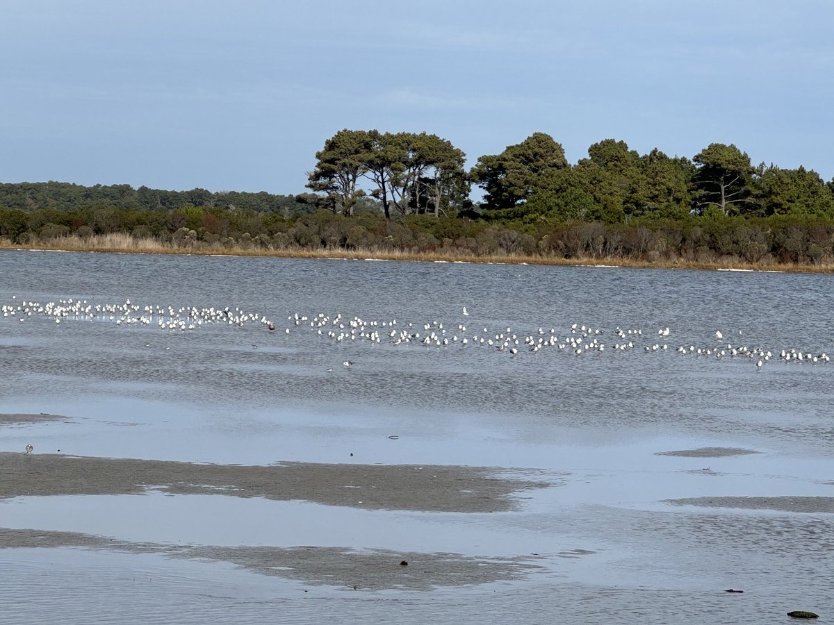 lalitkjha's tweet image. Bird watch