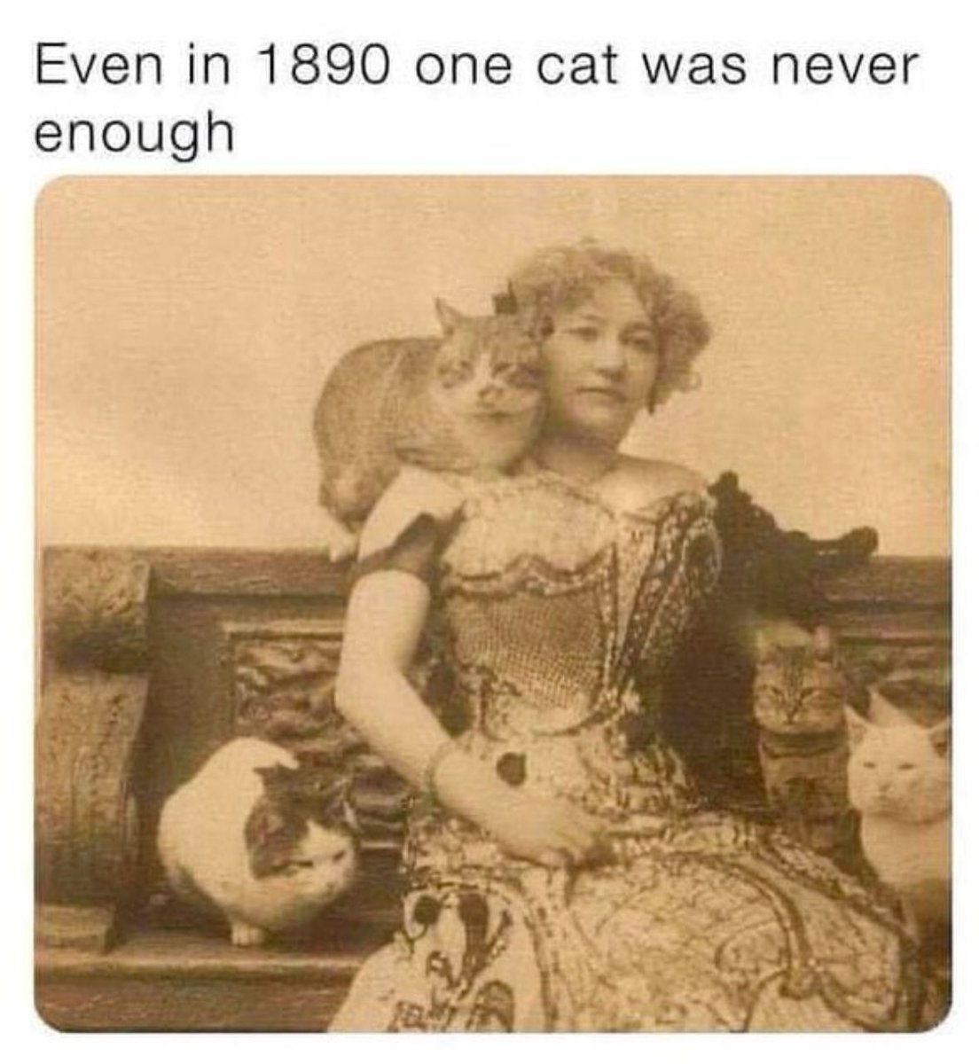 So, so true!😻
#cats #CatsAreFamily #CatsofTwittter