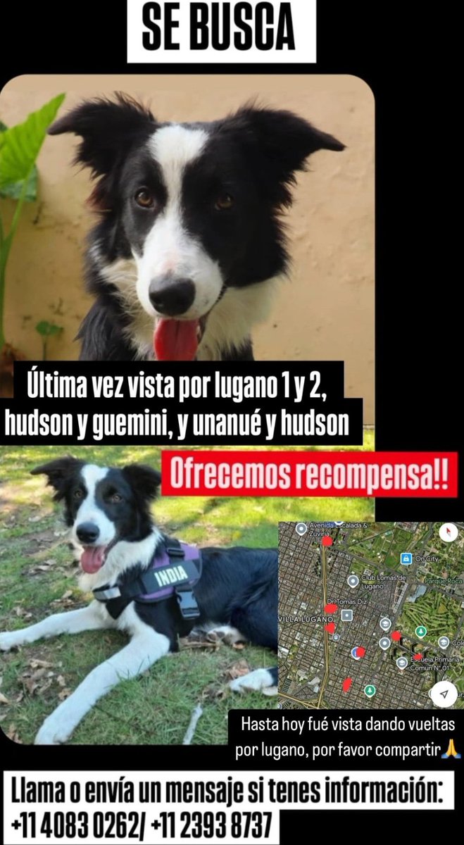 URGENTE!! OFRECEMOS LA RECOMPENSA QUE SEA !! SE PERDIÓ EL 4/11 A LAS 17:00, VISTA POR LUGANO, LUGANO 1Y2, HUDSON Y UNANUE, DELLEPIANE Y LARRAZABAL Esta asustada y si se le acerca alguien se va corriendo! Por favor si la ven intenten agarrarla como puedan! Esta castrada y es re