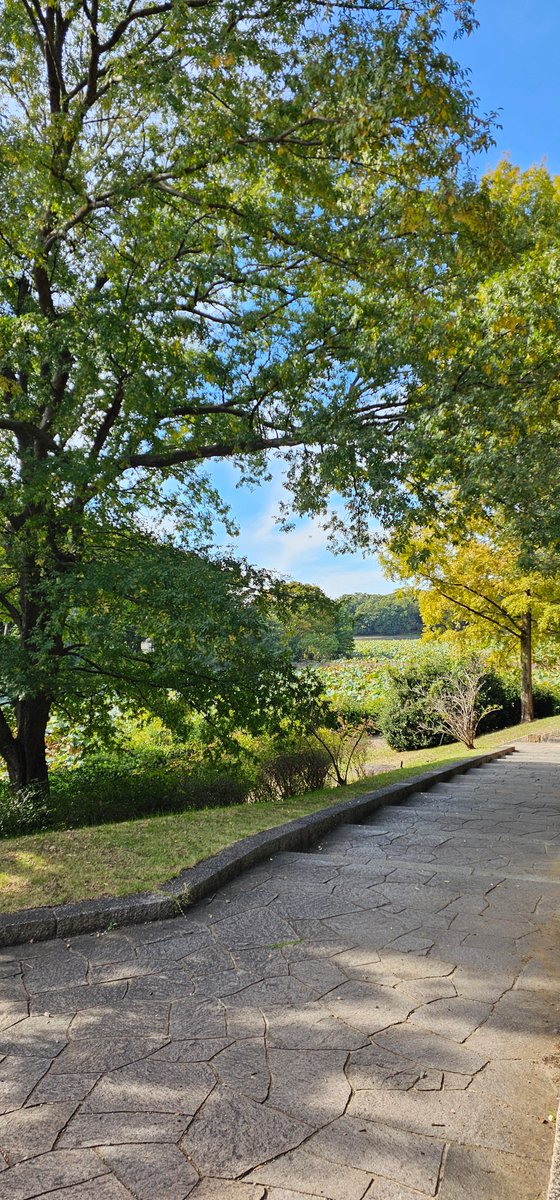 大阪市天王寺区は晴れ🌞
週末は天気も良かったので愛犬と大きい公園へ⛲
木々が色づくのはもう少し先見たいですね🍂
緑に囲まれてリフレッシュできました！
今週もよろしくお願いします✨
#企業公式が毎朝地元の天気を言いあう 
#企業公式相互フォロー 
#企業公式つぶやき部