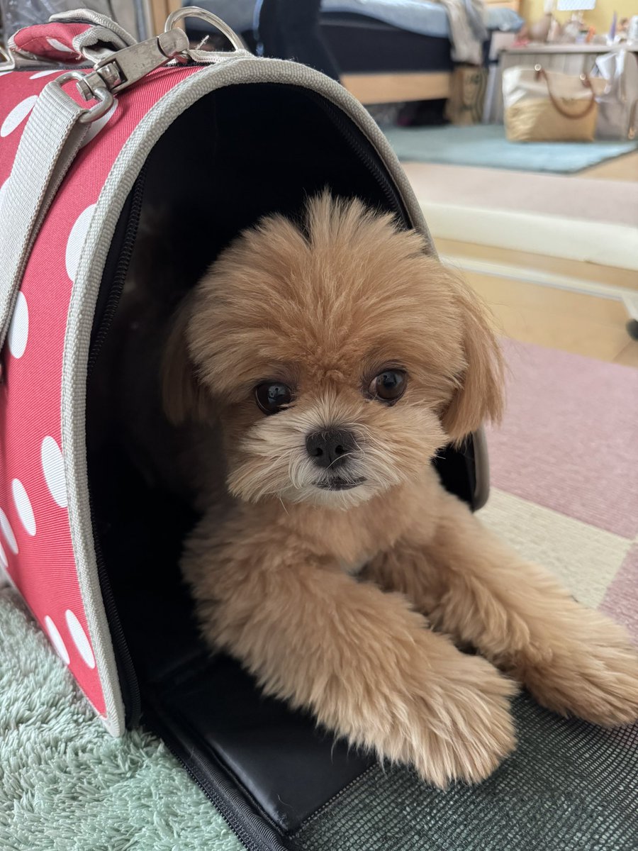 dannanoblog's tweet photo. @UKz7hVtheb1e9Mf リリーさん、お久しぶりです🐶✨
そしてお優しいお言葉ありがとうございます😭ビビはとても元気にしております🐶 https://t.co/23YQ2pZYxH