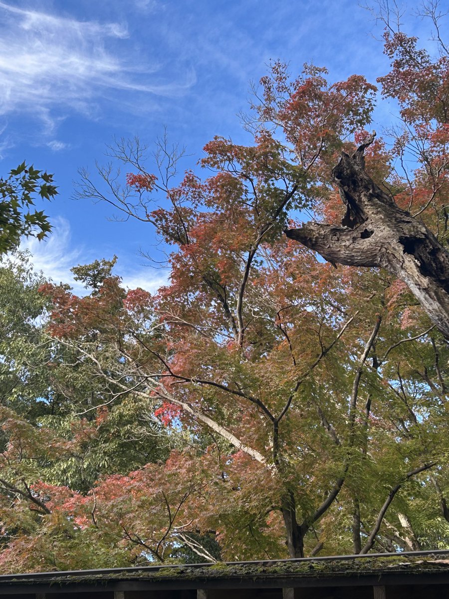 dangoitiban's tweet photo. 今日の栃木市太平山謙信平の朝の景色です https://t.co/TA5c96CwpO