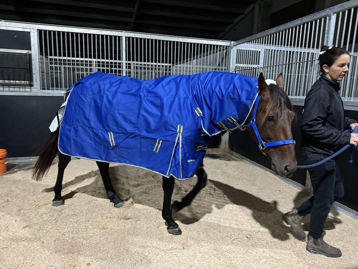shazmitchy's tweet photo. #ARODA arrived into Christchurch last night and has settled  very happily in to Stonewall Stud 🌳
Bring on NZ cup tomorrow, expecting nothing but hoping for everything 🏆💚🍀 GSMRacing 💙🤍❤️ @TheCreekAlbion @RaceQLD @AddingtonNZ @gregmitc https://t.co/A5b6vfkd7J