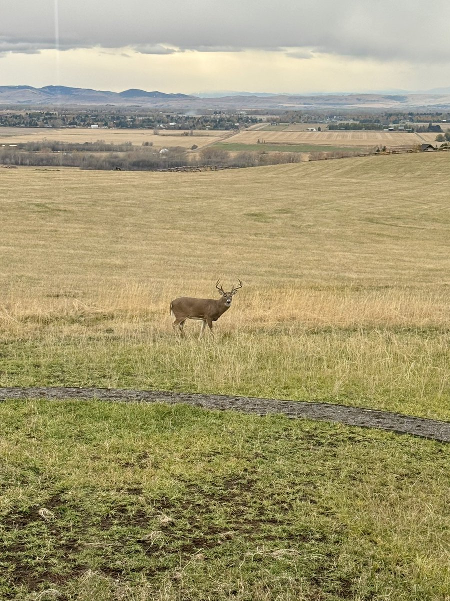 Backyard buck in Bozeman