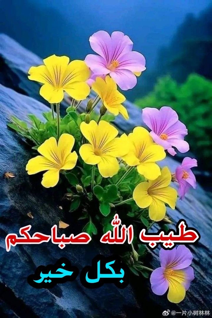 🍃روح الحياة A*Z🍃 tweet media