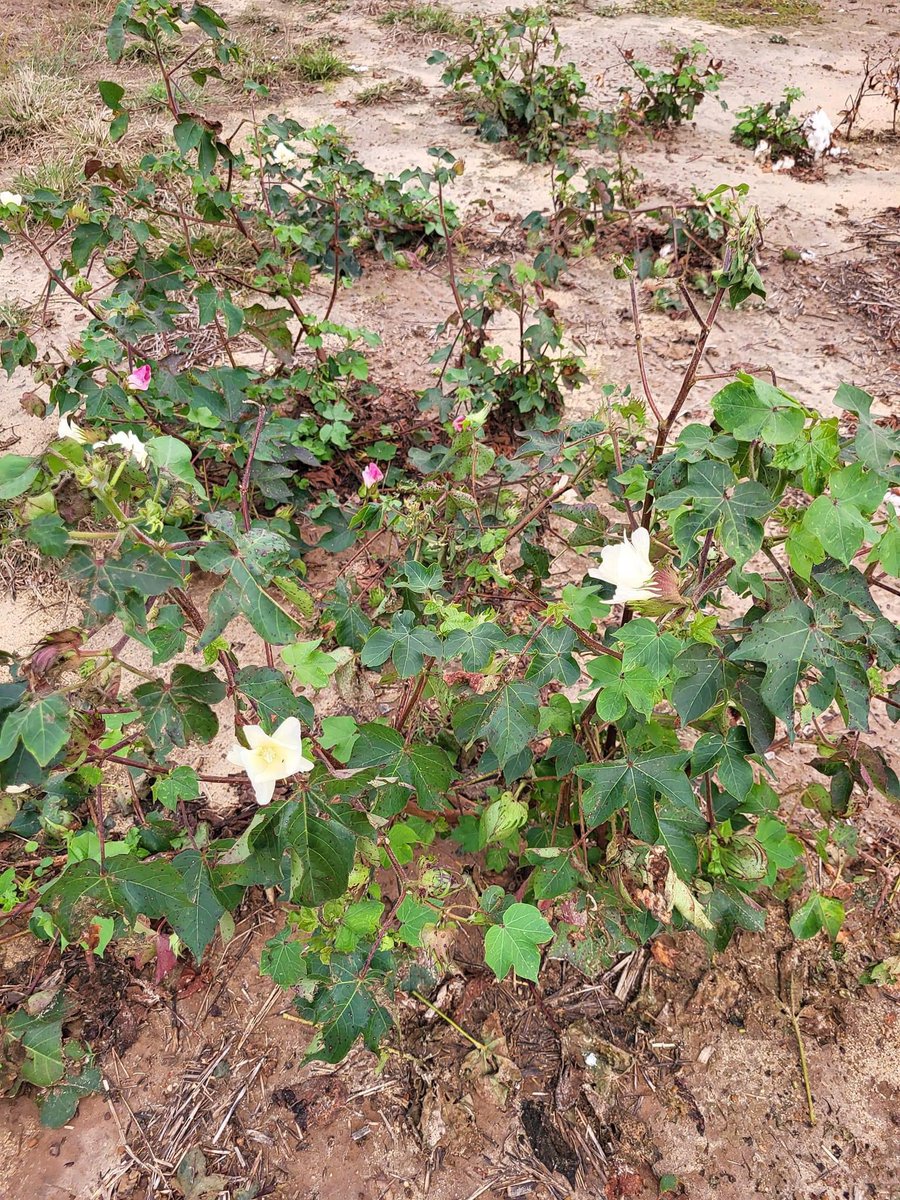 bobkemerait's tweet image. Regrowth cotton and volunteer peanuts in Georgia will continue to feed plant-parasitic nematodes and build disease until killed by frost or other measure. After harvest the cotton and peanuts become a liability for disease and nematode problems in 2025. UGA Extension