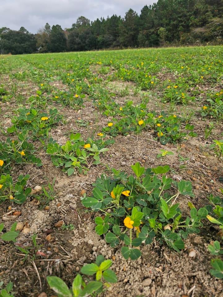 bobkemerait's tweet image. Regrowth cotton and volunteer peanuts in Georgia will continue to feed plant-parasitic nematodes and build disease until killed by frost or other measure. After harvest the cotton and peanuts become a liability for disease and nematode problems in 2025. UGA Extension
