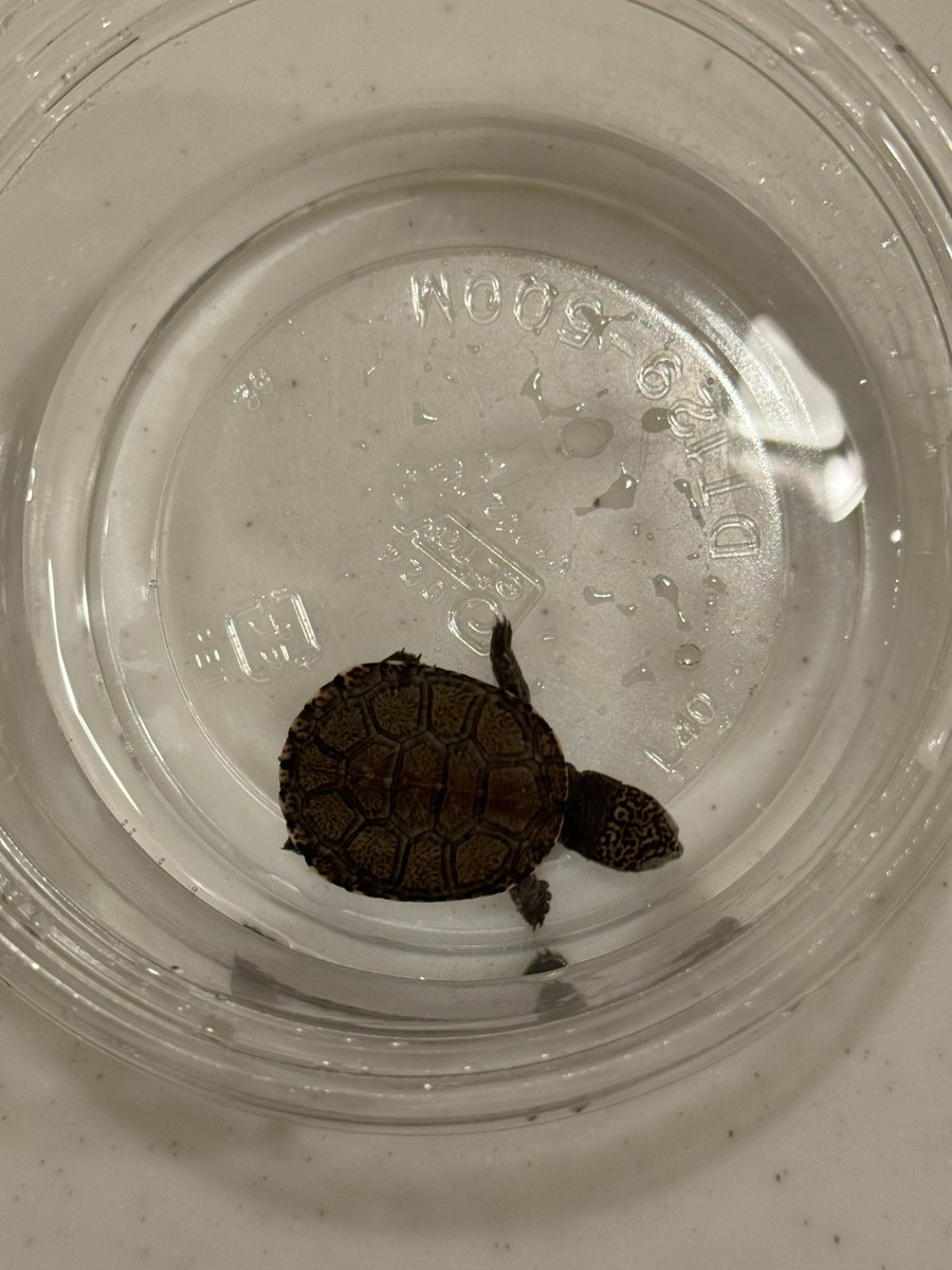 また今年も終わりがけにサトサトさんのところへ🐢
今年はまさかの１頭しか残ってなかった💦
迷わずお迎えしてゲット出来ました😆
それにしてもきゃわいい💕
10/5産まれの天使を大切に育てます🙏

<a href="/SatoSato_diary/">さとさと</a>