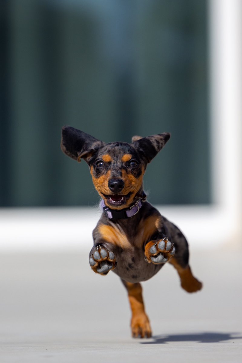 SteveBurro's tweet photo. Time for her morning run. 
#Dachshund #morningrun #puppy #running 🐾🐾🐾🐾 https://t.co/AJzShqYPE3