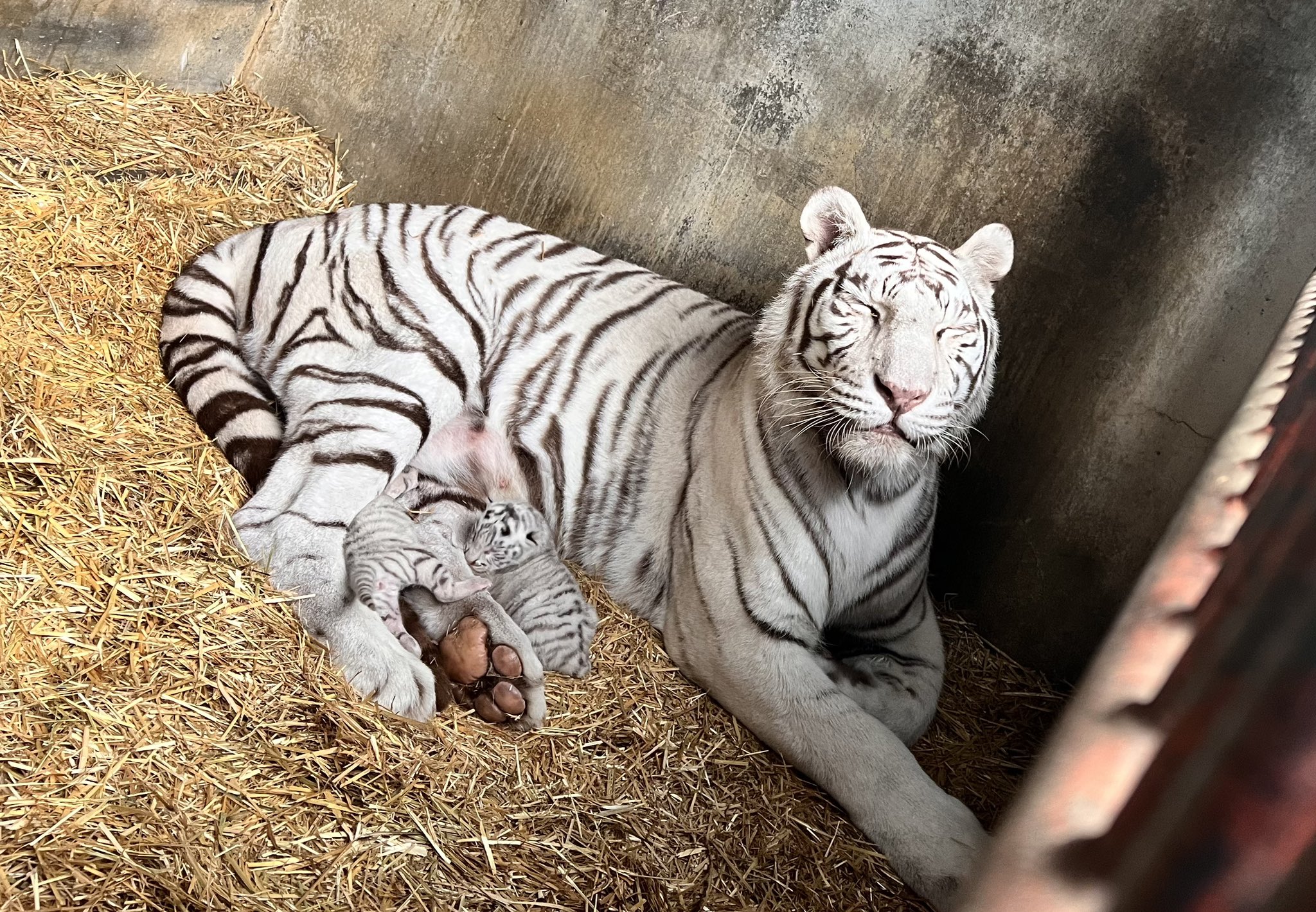 東武動物公園のとら 東武動物公園のとら