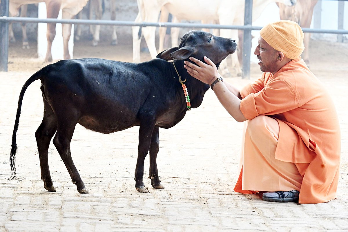 Shri Gorakhnath Mandir (@gorakhnathmndr) on Twitter photo आज प्रातः गोरक्षपीठाधीश्वर, महंत श्री <a href="/myogiadityanath/">Yogi Adityanath</a> जी महाराज ने श्री गोरखनाथ मंदिर परिसर स्थित गोशाला में गोसेवा की। आज प्रातः गोरक्षपीठाधीश्वर, महंत श्री <a href="/myogiadityanath/">Yogi Adityanath</a> जी महाराज ने श्री गोरखनाथ मंदिर परिसर स्थित गोशाला में गोसेवा की।