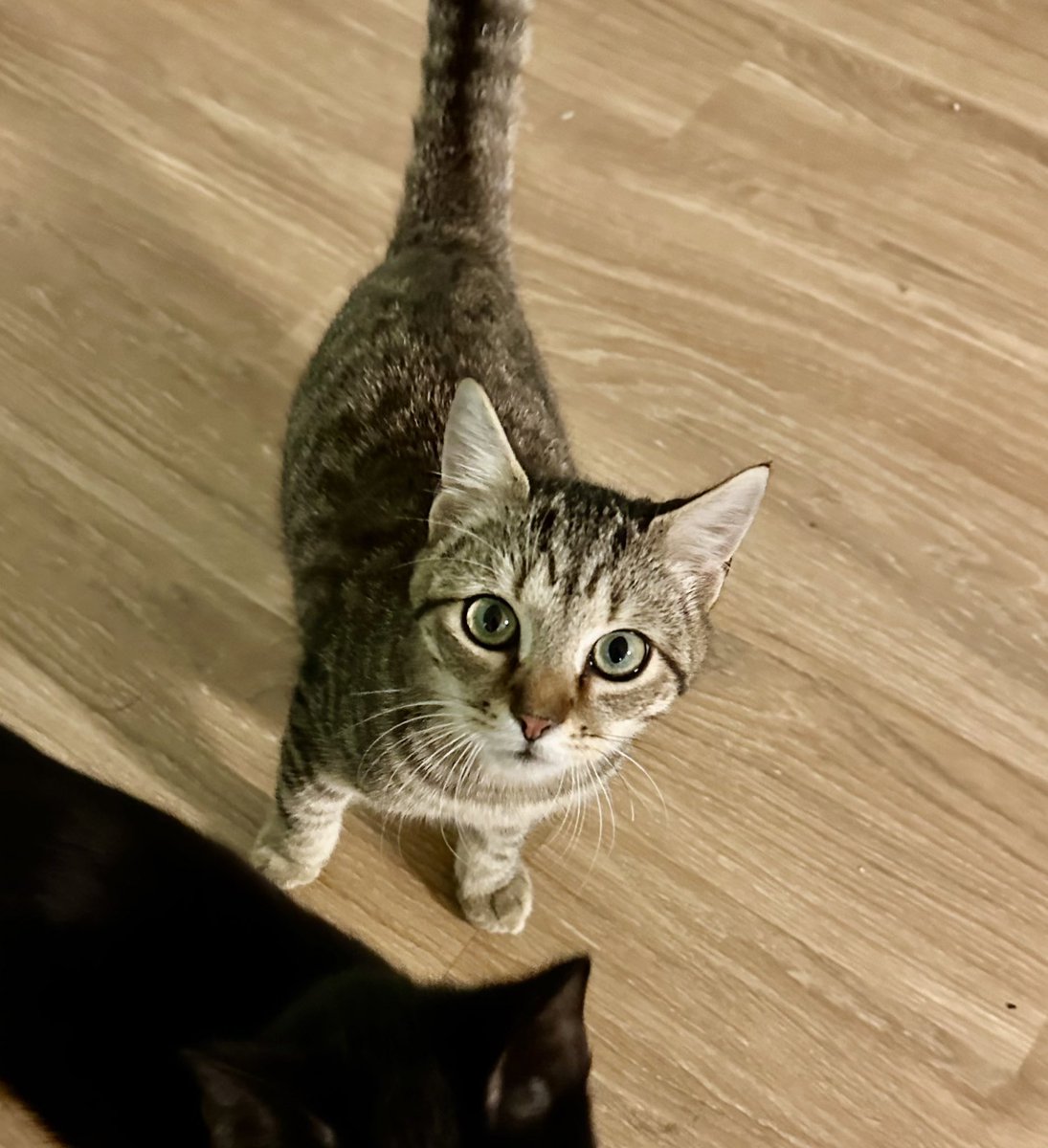 Sometimes, even if you’ve had a kitten since he was a tiny baby, and he’s had all the socialization in the world, he just isn’t going to be a cuddly guy. Turnip’s 5 months old, &amp; despite being with us since 3wks, he’s always been very independent. But he still deserves a home. 🧵