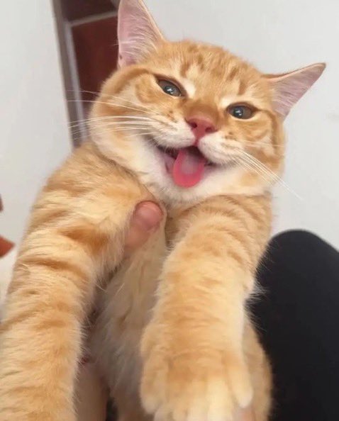 Punch Cat tweet media