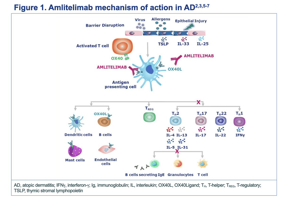 HOThomasWPhelps's tweet photo. $SNY mAb #Amlitelimab blocks #Tcell #OX40 in #atopicdermatitis and blocks #Th2 #Th17 #Th22 + downstream cytokines. Long-lasting effect 28 weeks after treatment!
Bodes well for $CRVS #ITK inhibitor #soquelitinib:
-oral, safe
-⬆️ #Tregs
-blocks 10+ cytokines
-long-lasting/memory? https://t.co/RfusmUSJSD