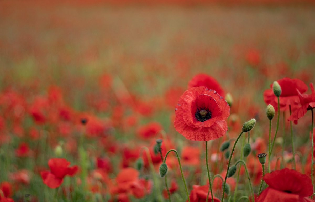 11 november, herdenking #Wapenstilstand #WWI 
#lestweforget2024 nooit zo dwingend als vandaag …
Pic: F. Dunleavy
