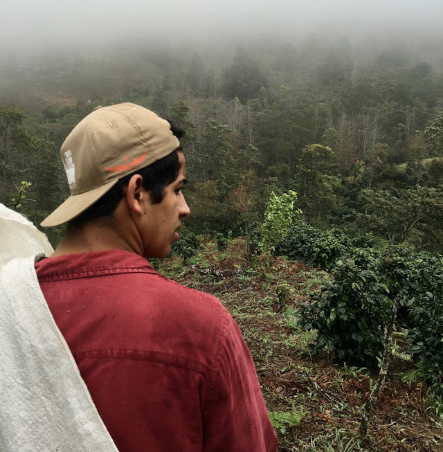 COMPARING APPLES WITH BEANS: Coffee bean varieties number < 120, lower than apple varieties, which number > 5,000 — introducing more coffee varieties will bolster more coffee farmers &amp; improve resilience against climate change. - WCR  ow.ly/AUf450U47ig