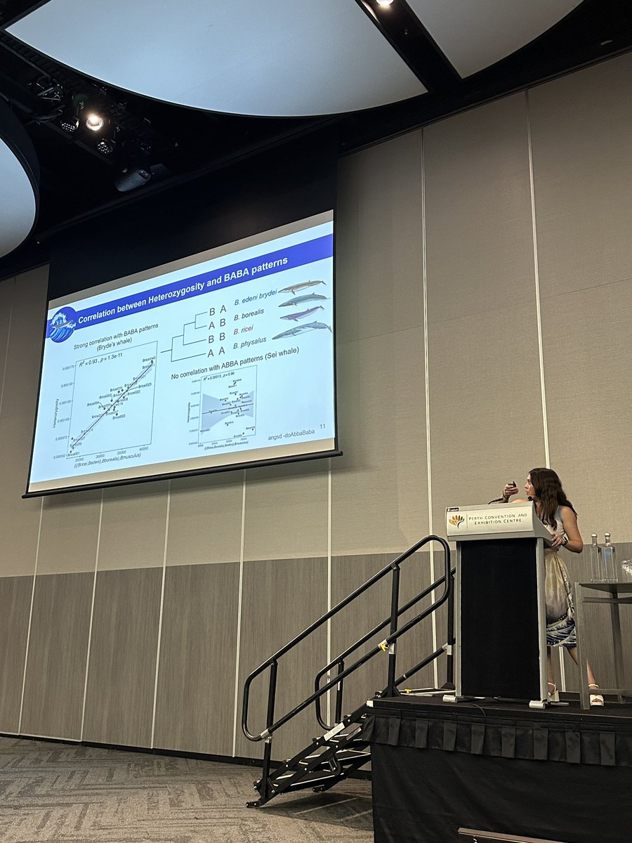 Sergio Nigenda (@sergionigenda) on Twitter photo <a href="/dianaguilr/">Diana Aguilar Gómez</a> presenting cool and surprising findings of our Rice’s whales genomics project at #SMM2024 <a href="/dianaguilr/">Diana Aguilar Gómez</a> presenting cool and surprising findings of our Rice’s whales genomics project at #SMM2024