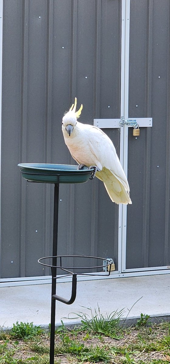 burnzzzy's tweet photo. I now have a regular at my bird feeder https://t.co/au9FUUVGlv