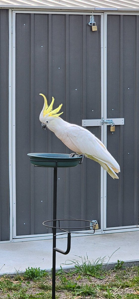 burnzzzy's tweet photo. I now have a regular at my bird feeder https://t.co/au9FUUVGlv