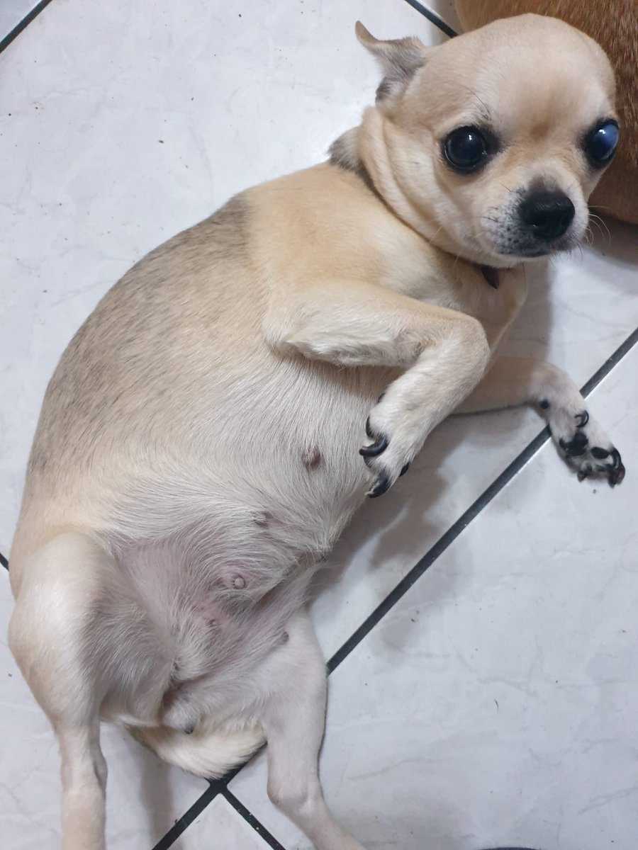 RobertaPapa13's tweet photo. Aversa
Minni 8 anni.Questa bellissima chihui .cerca casa. È Sanissima per cui,per favore non chiedetemi: la danno perché malata?No! È sanissima. PER INFO Dalia 3331428351. No perditempo grazie https://t.co/foT7Mu3I9z