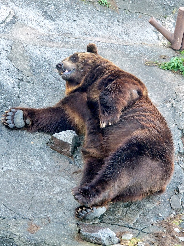 poteitou_kuma's tweet photo. のぼりべつクマ牧場　#月曜日のクマ https://t.co/b28cnF7uHR