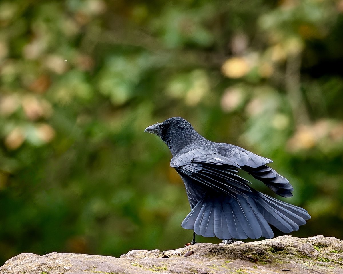 nature_michelle's tweet photo. There’s absolutely nothing wrong with a good old feather stretch first thing in the morning says this Crow, especially on a Monday to get the week off to a good start! 🐦‍⬛🐦‍⬛ https://t.co/7ia24tqYBG
