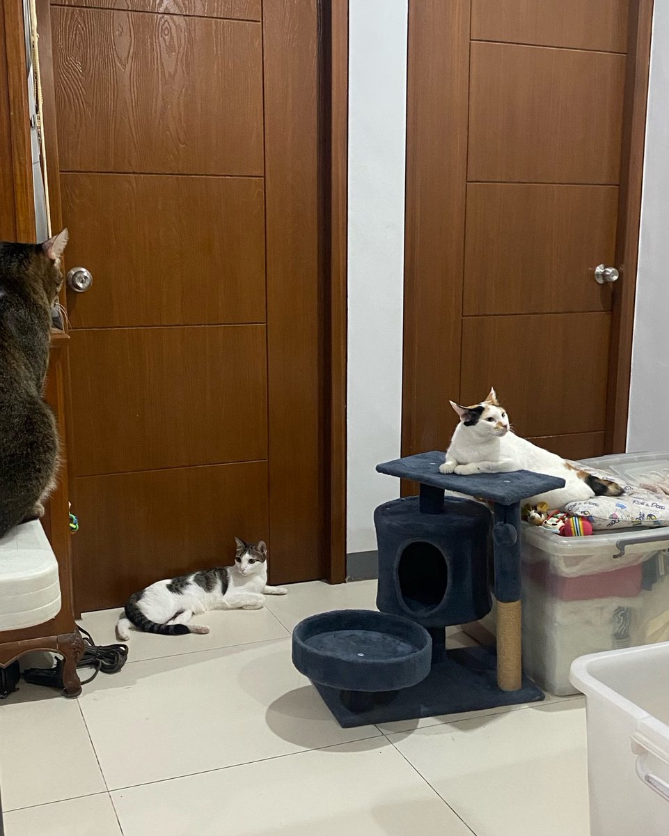 Why was this in our storage?! We love this 😻

#cats #cataccessories #catfurniture