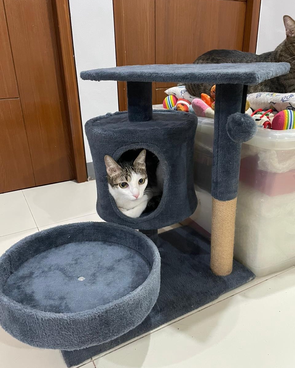 pebblesthetorbi's tweet photo. Why was this in our storage?! We love this 😻
#cats #cataccessories #catfurniture https://t.co/xV4y5eRVMH