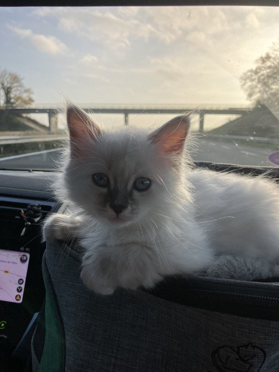 RadoStef 🇷🇸🇫🇷 tweet media