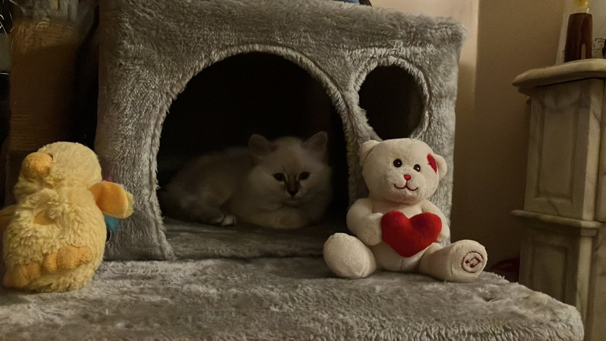 RadoStef 🇷🇸🇫🇷 tweet media