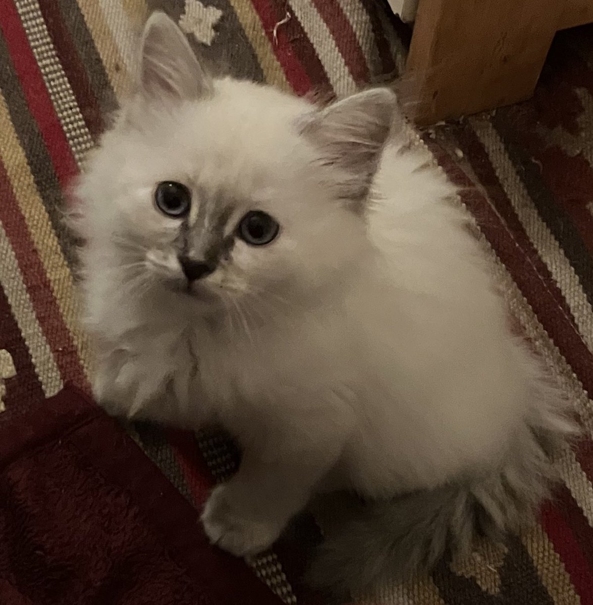 RadoStef 🇷🇸🇫🇷 tweet media