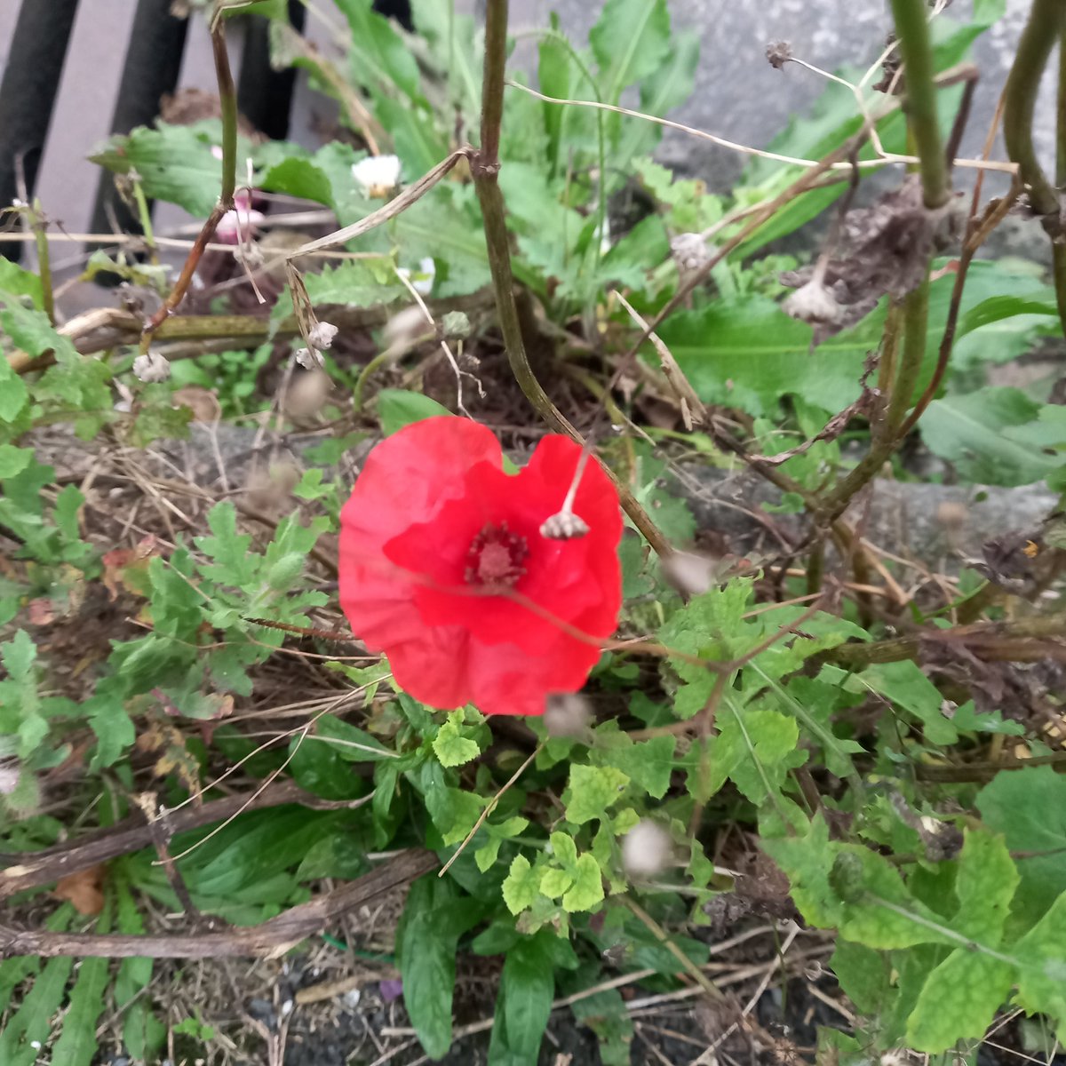 Good Morning Tweeties  . I found this brave  poppy growing in the pavement. ❤️ Remember❤️
Have a great start in the week .