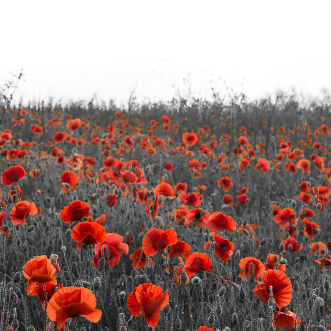 We will remember them 🌹