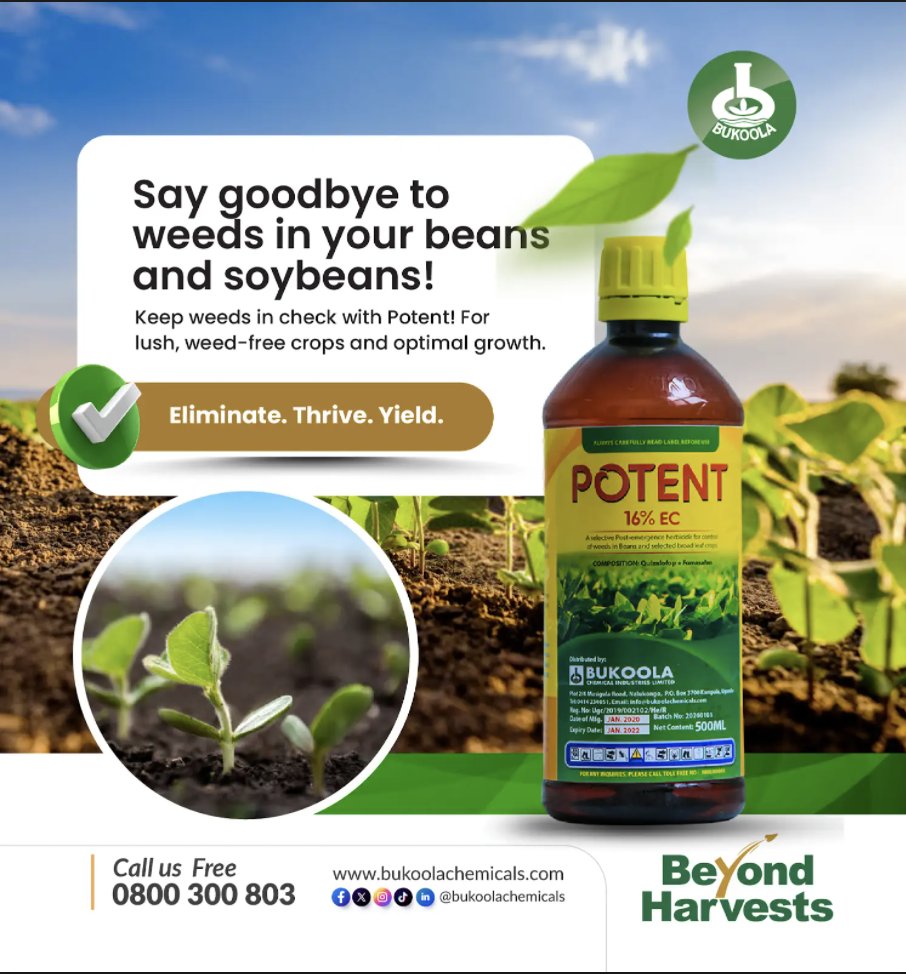 ntvuganda's tweet photo. AD: Make weeding beans a breeze with Potent. This powerful solution tackles stubborn weeds while keeping your crops safe, so your beans can flourish with ease. Get Potent from the nearest agro-inputs shop today.
#bukoolachemicals #agricinputs #Potent #cropcare #weedingsimplified https://t.co/m8nH20I6uF