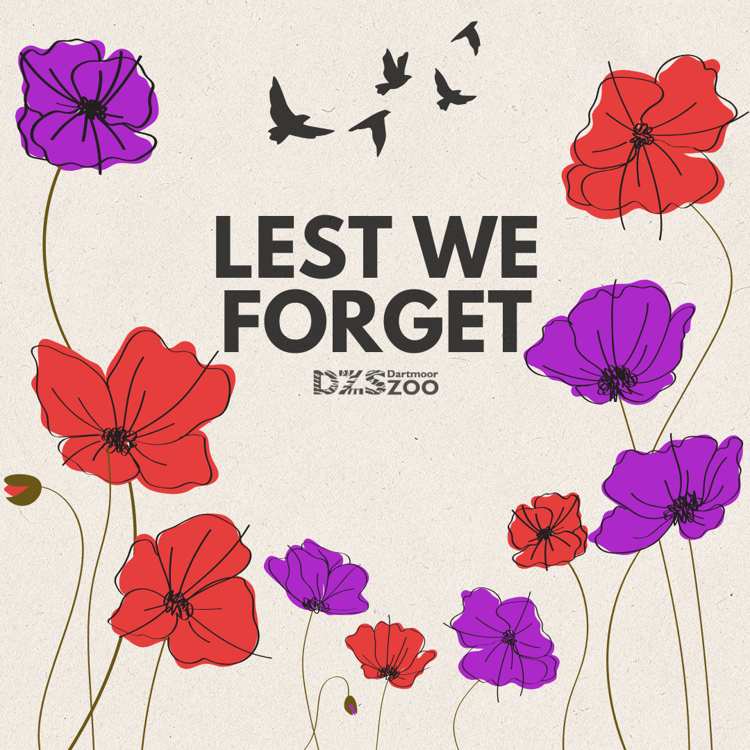 DartmoorZoo's tweet image. On this Remembrance Day, we pay tribute to the sacrifices of both humans and animals in wartime 🌺

From loyal horses and brave dogs to tireless messenger pigeons, animals endured the trials of battle alongside soldiers.

#RemembranceDay #LestWeForget #AnimalsOfWar
