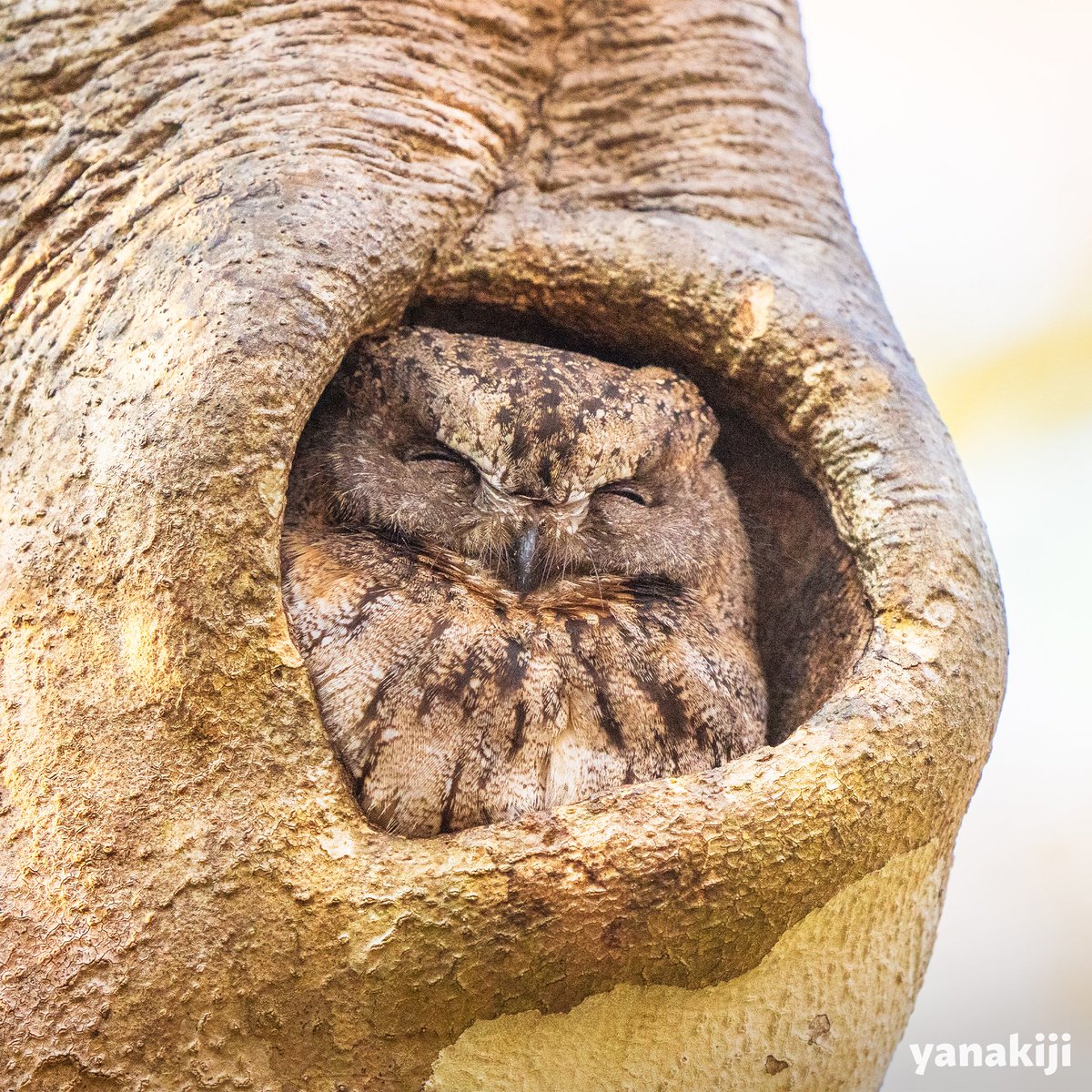 守りたい寝顔✨ マダガスカルにのみ生息するフクロウ 夜行性の猛禽類