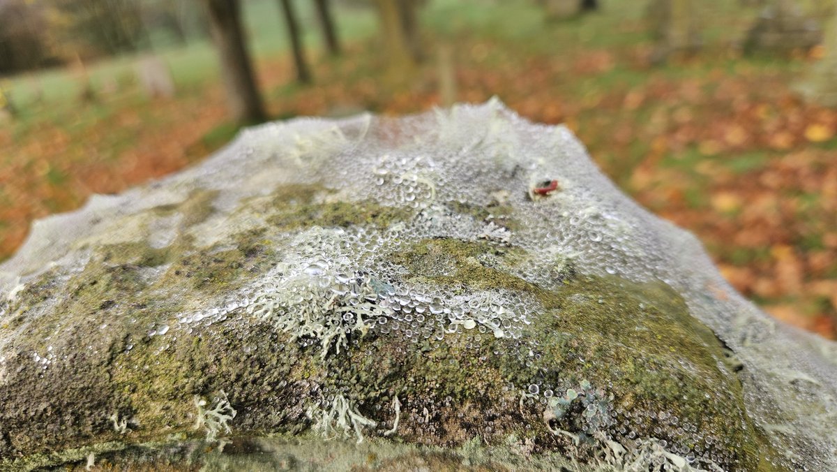 It's nice to be back home on Skye but a few Autumn days back in Yorkshire certainly tugged at my heart strings.
I was visiting graves of long lost relatives high on the North York Moors on a cool damp swirly cloud morning when I took these ❤️