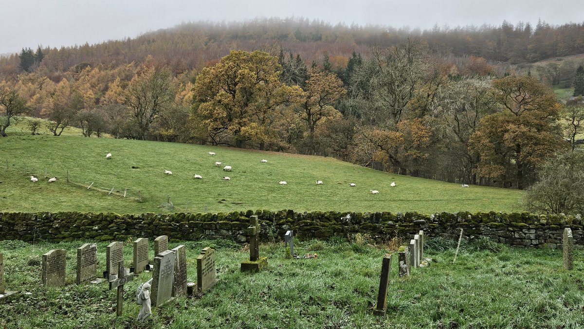 ColliesandCakes 🏴󠁧󠁢󠁳󠁣󠁴󠁿🦅 tweet media