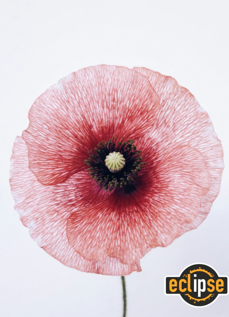 Eclipseipltd's tweet photo. We remember and honour those who have lost their lives in military service. https://t.co/B6PUIbjqDD