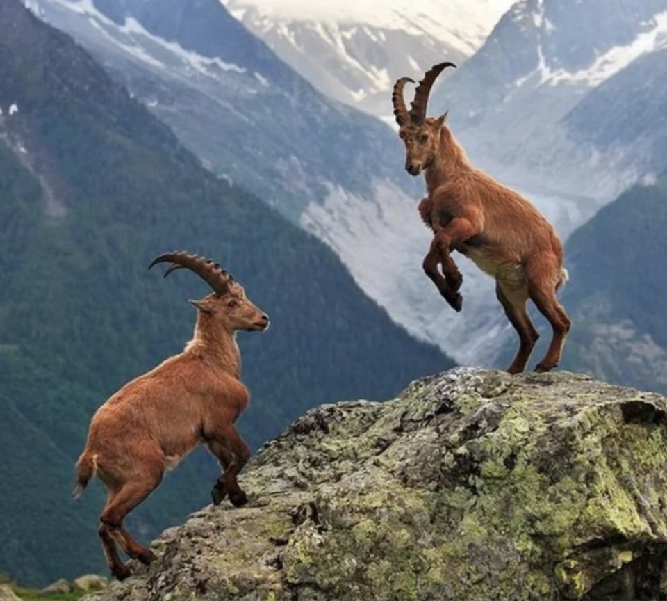 Tarım ve Orman Bakanlığı, Mersin, Hatay, Niğde ve Kayseri’de 30 dağ keçisinin “Av Turizmi” adı altında öldürülmesi için ihale açtı. Nesli tehlike altında olan bu canlıların katledilmesini kabul etmiyoruz! Doğayı ve yaban hayatını koruyalım!