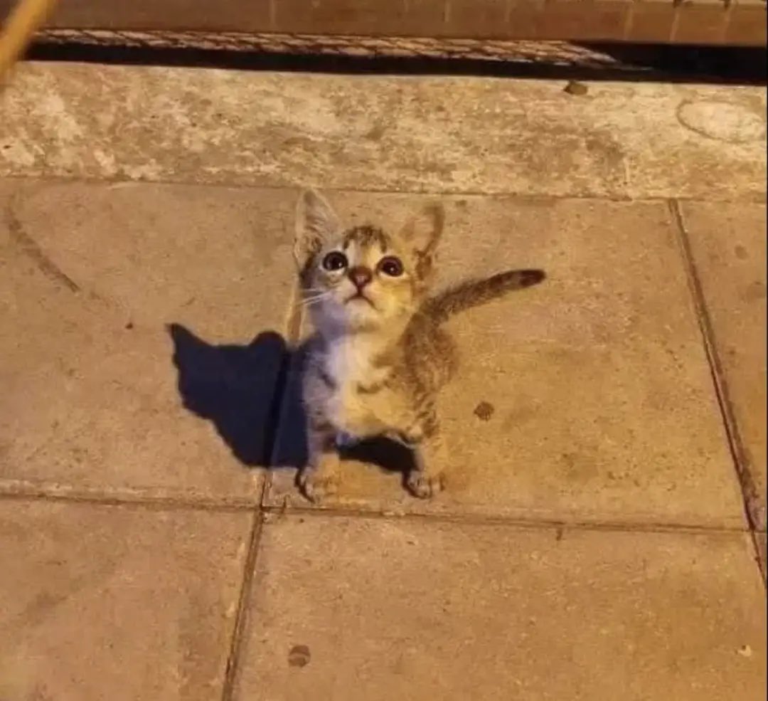 PunchingCat's tweet photo. be nice with them, you have no idea what they have suffered on the streets https://t.co/n7dr7ArxbN