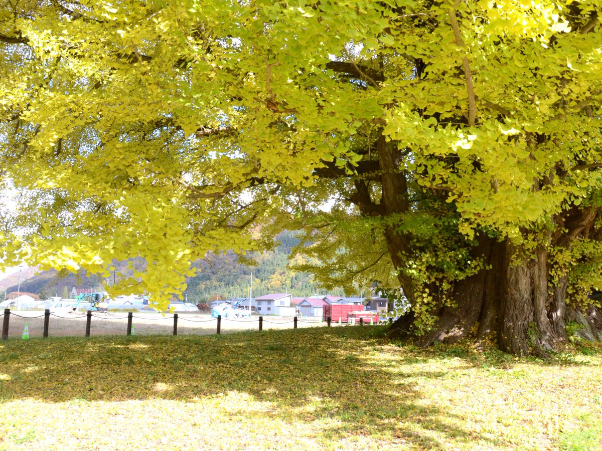 minamiaizukanko's tweet photo. 【古町の大イチョウ、見ごろを迎える！】
福島県南会津町伊南地域にある名木 #古町の大イチョウ が、今年も見事な黄金色に染まりました！
青空の下で輝く葉が、多くの訪問者を魅了しています。

南会津町観光物産協会伊南支部
📞0241-64-5711　

#南会津町 #伊南 #空ネット ＃ふくいま https://t.co/c0ICsFkzY5