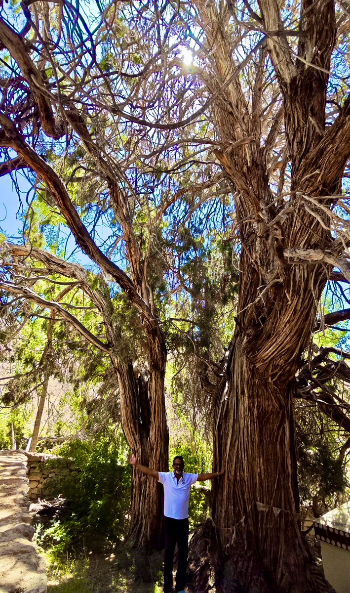 vata_foundation's tweet image. The “Jackpo Snake King” Tree at Likir  Monastery in Ladakh. An intimidating tree with its incredible bark!! This is the Northern most tree in #TheBigTreeQuest.

Likir Monastery is Ladakh’s oldest monastery and is about 50kms from Leh off Srinagar-Leh Highway.…