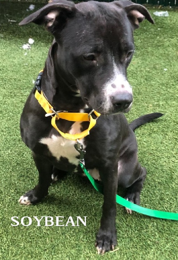 SOYBEAN🩷   211487
#NYCACC
TBK 11/12 💉
She's 4 yrs old, playful, wiggly &amp; energetic!
So pretty!
Seeks attention &amp; love💞
Friendly w/strangers &amp; dogs!
Shelter says solo pet.
FOSTER/ADOPT #PLEDGE
