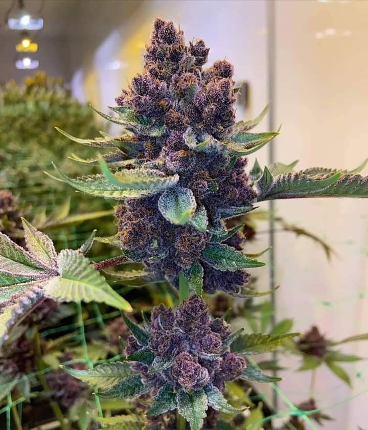 420Matt tweet media