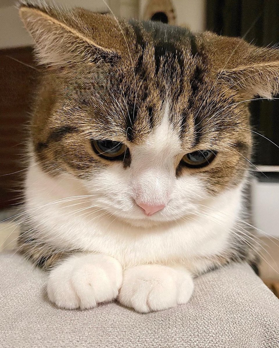 cutest cats tweet media