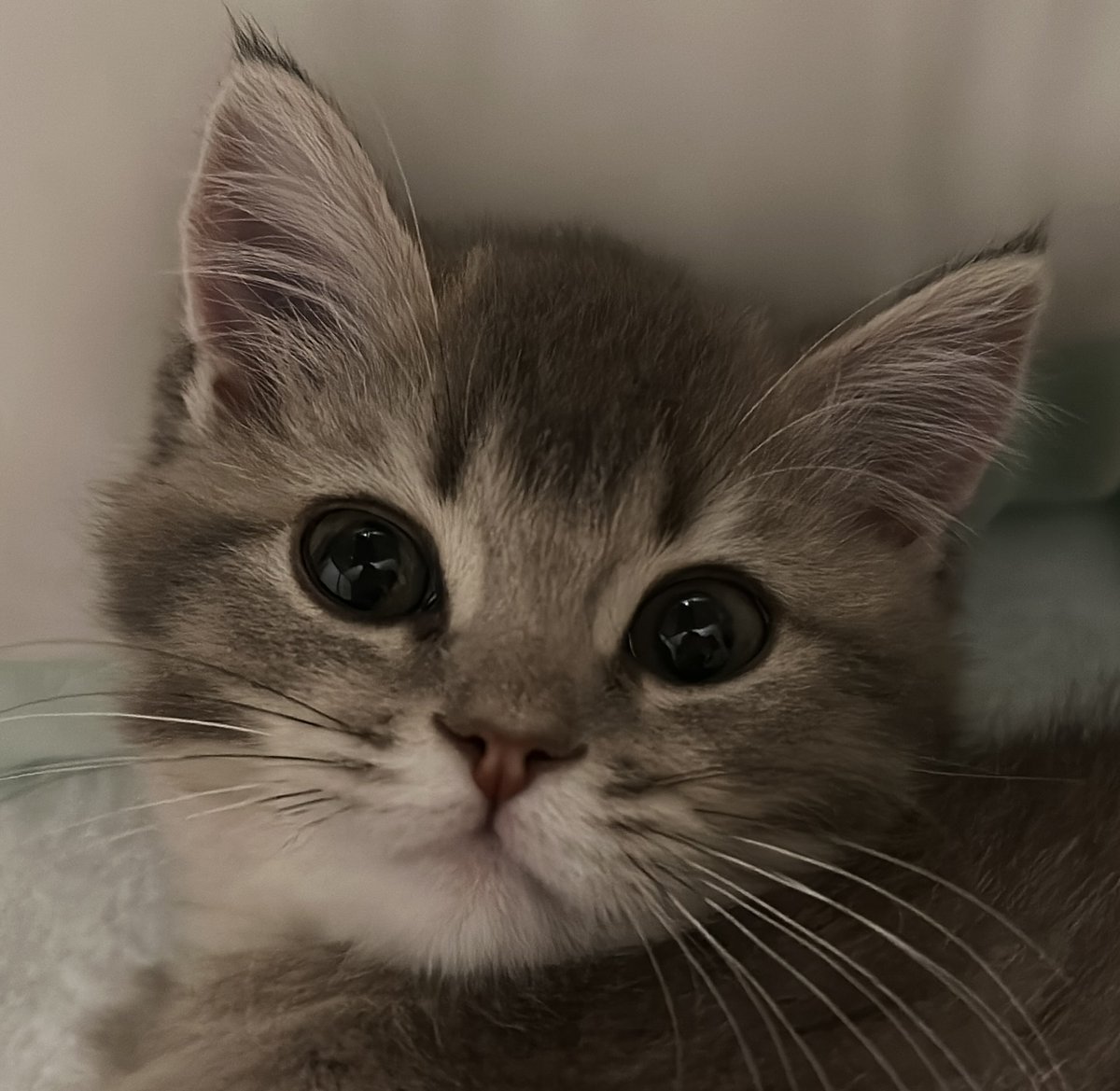 cutest cats tweet media