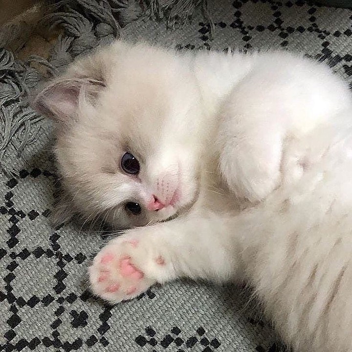 cutest cats tweet media
